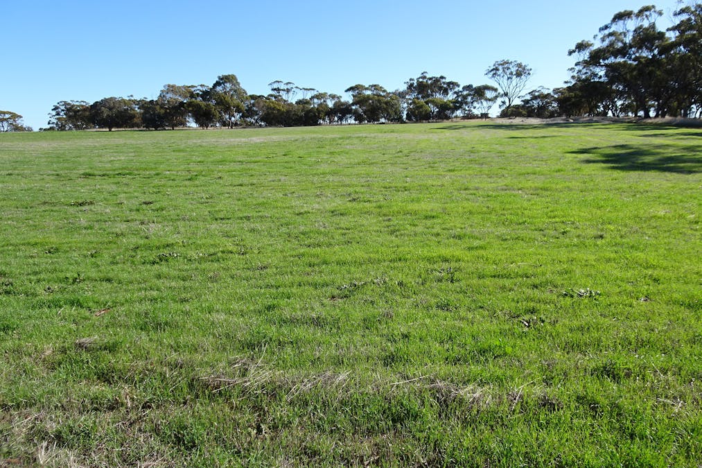 Shaddick Road, East Pingelly, WA, 6308 - Image 29