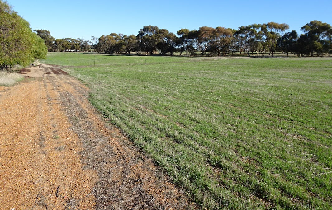 Shaddick Road, East Pingelly, WA, 6308 - Image 30