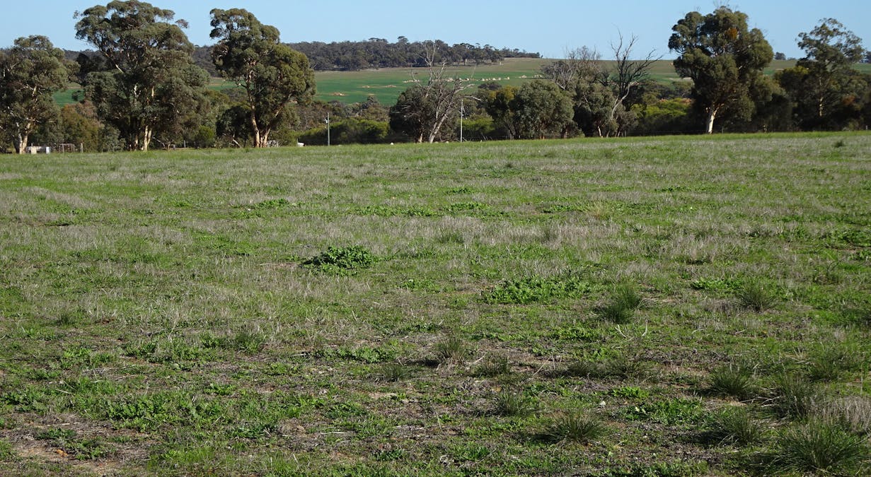 Shaddick Road, East Pingelly, WA, 6308 - Image 31