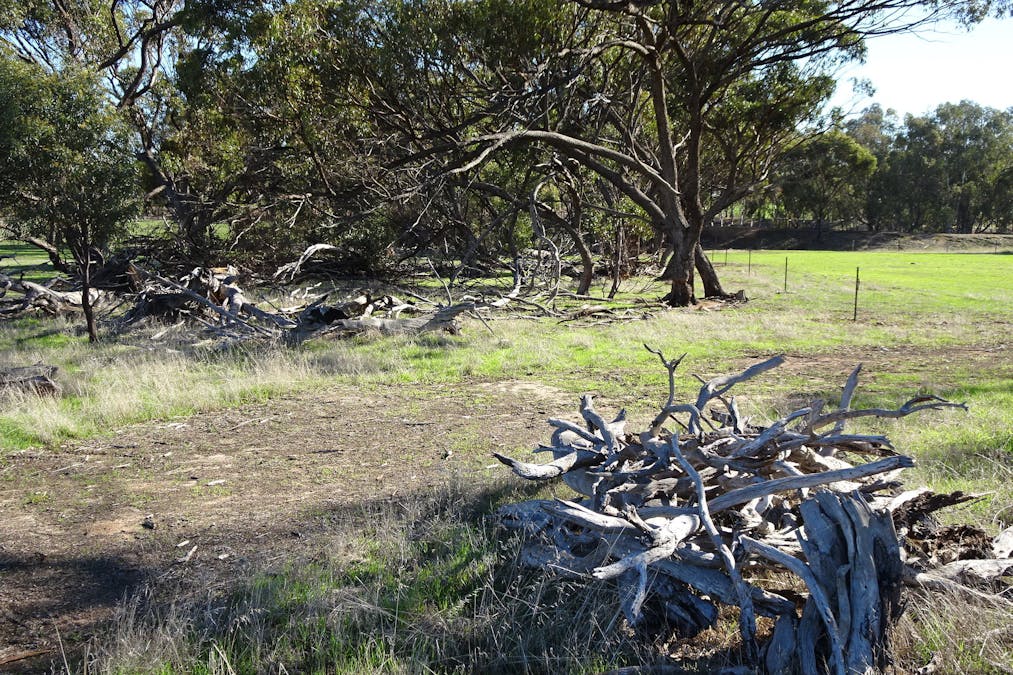 Shaddick Road, East Pingelly, WA, 6308 - Image 32