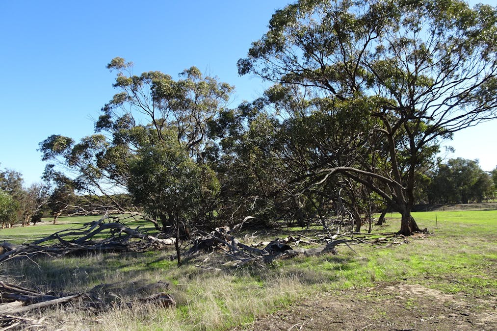 Shaddick Road, East Pingelly, WA, 6308 - Image 34