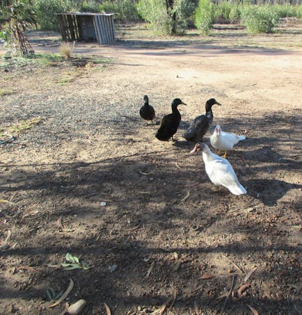 Tara, QLD, 4421 - Image 1
