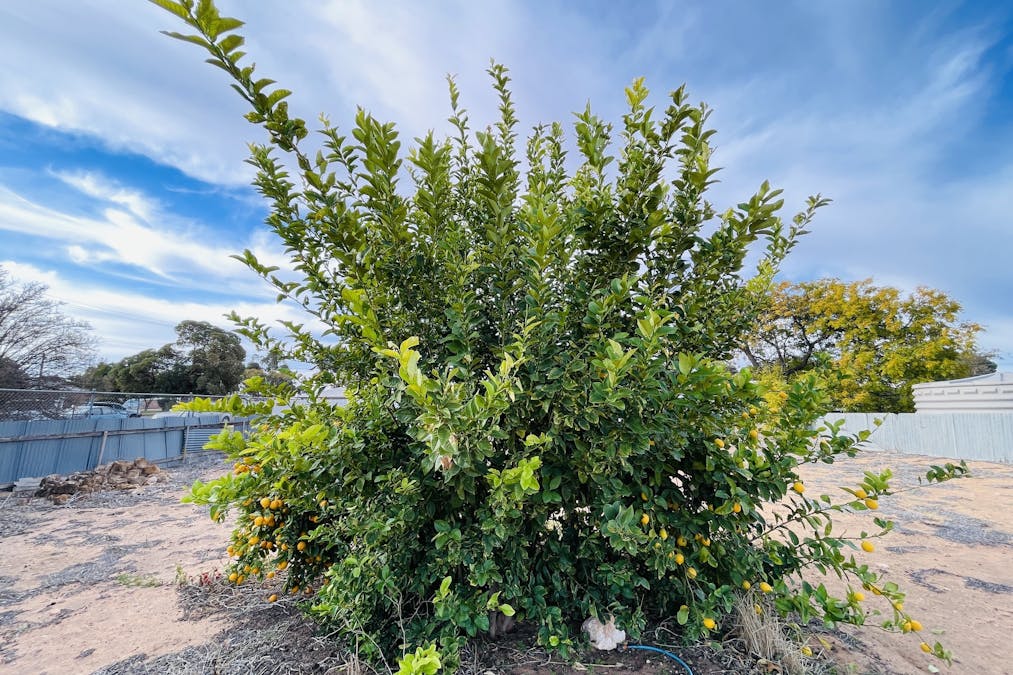 53 Ballantyne Street, Wudinna, SA, 5652 - Image 14