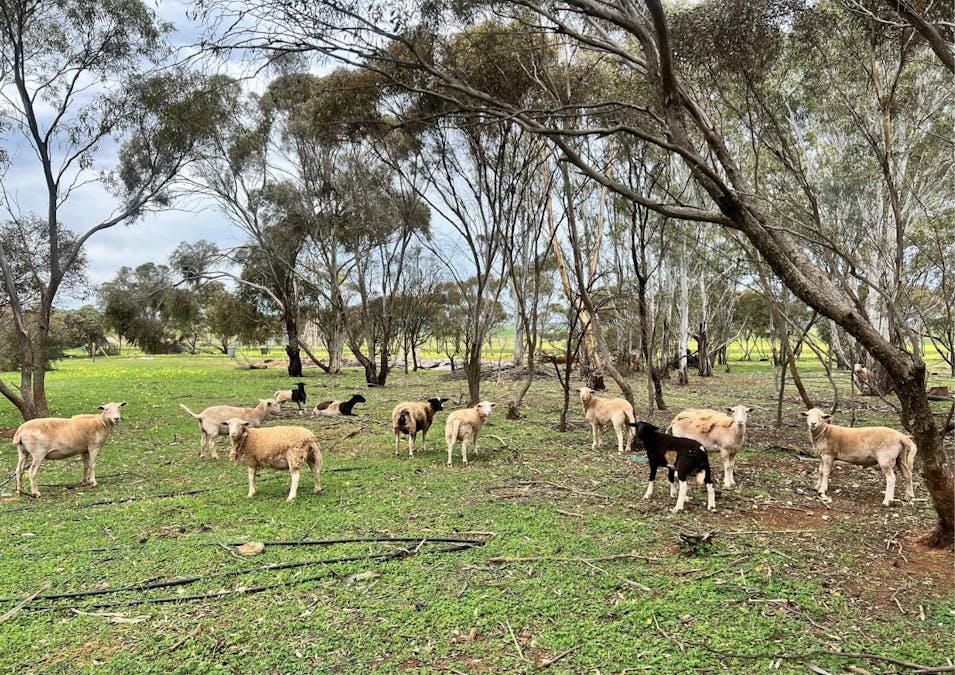 1013 Julia Road, Ngapala, SA, 5374 - Image 16