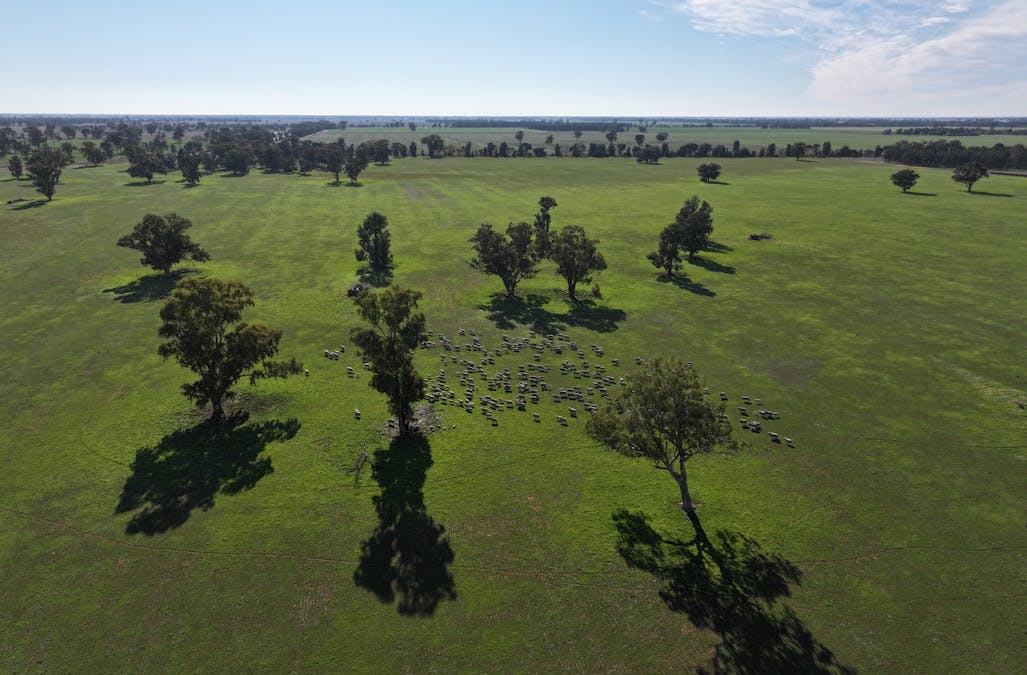 Berrigan Oaklands Road, Berrigan, NSW, 2712 - Image 6