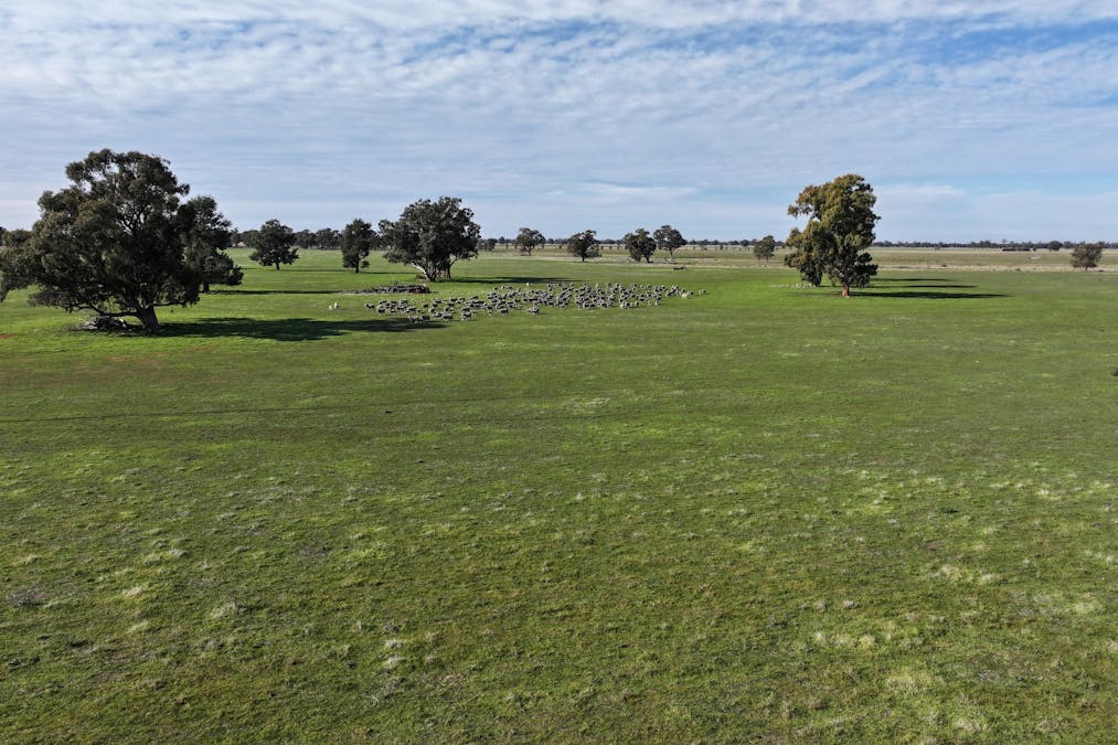 Berrigan Oaklands Road, Berrigan, NSW, 2712 - Image 19