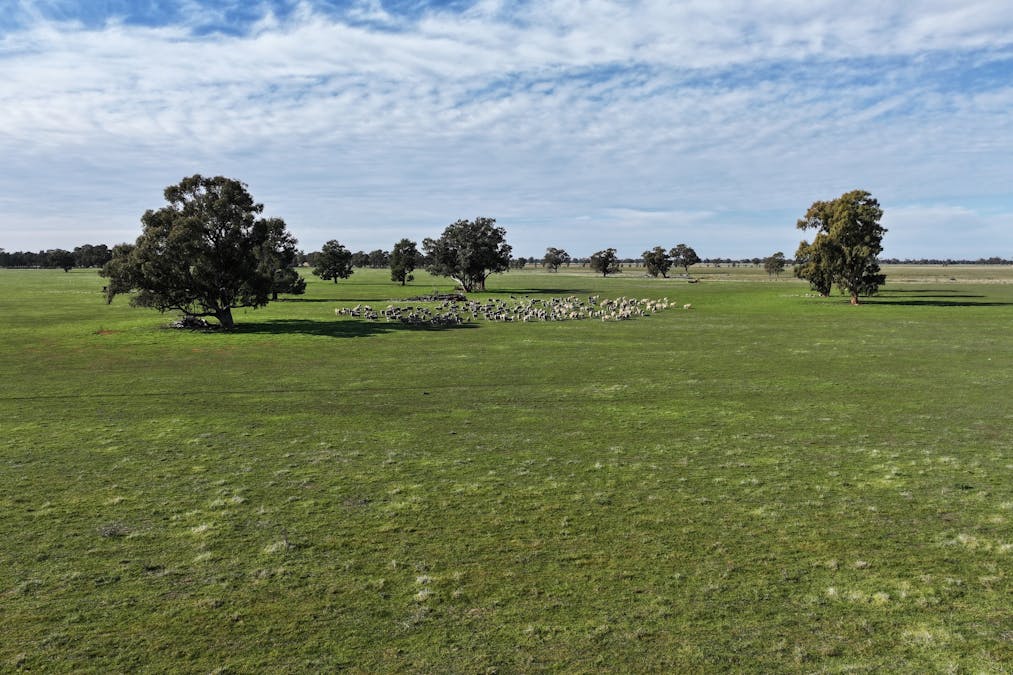 Berrigan Oaklands Road, Berrigan, NSW, 2712 - Image 3