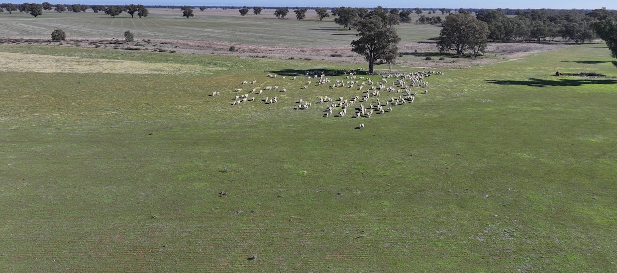 Berrigan Oaklands Road, Berrigan, NSW, 2712 - Image 21