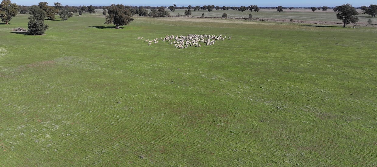 Berrigan Oaklands Road, Berrigan, NSW, 2712 - Image 12