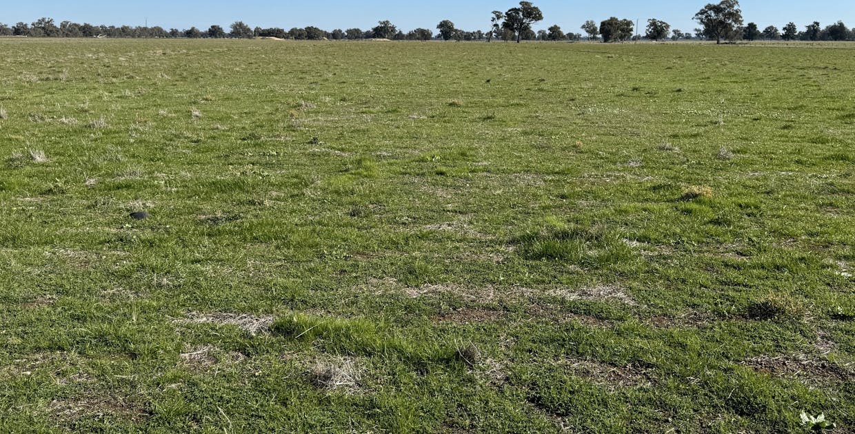 Berrigan Oaklands Road, Berrigan, NSW, 2712 - Image 23