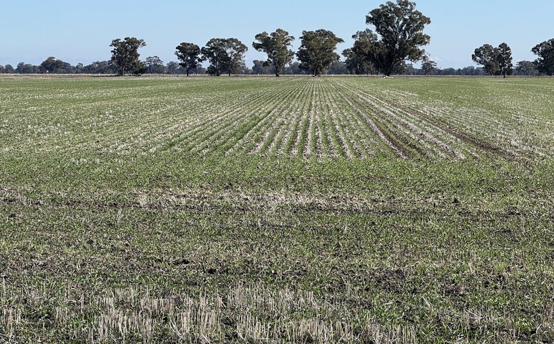 Berrigan Oaklands Road, Berrigan, NSW, 2712 - Image 25