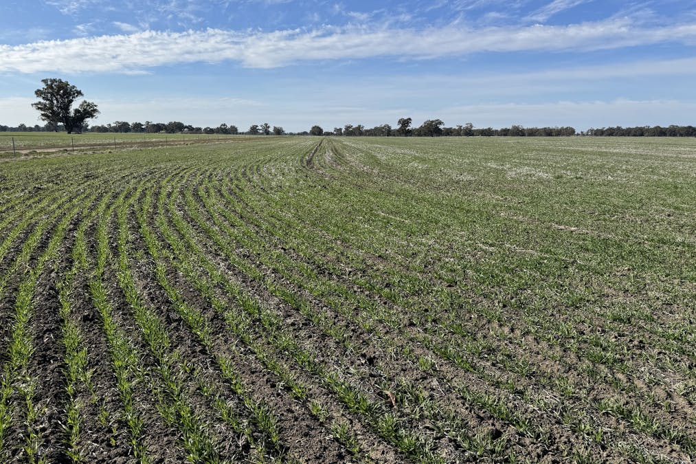 Berrigan Oaklands Road, Berrigan, NSW, 2712 - Image 29