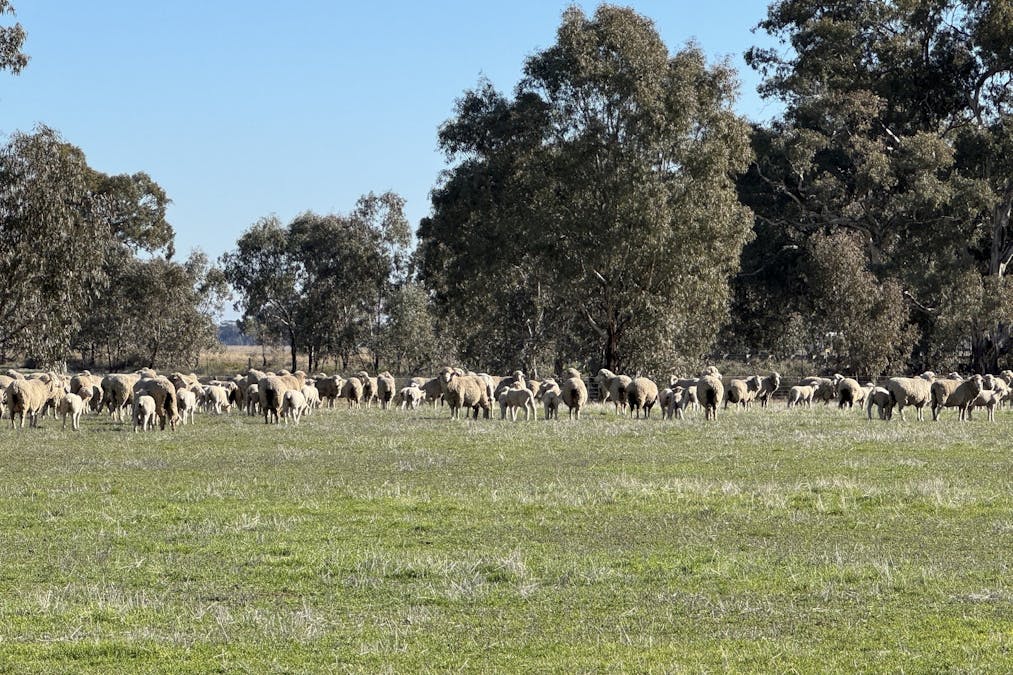 Berrigan Oaklands Road, Berrigan, NSW, 2712 - Image 33