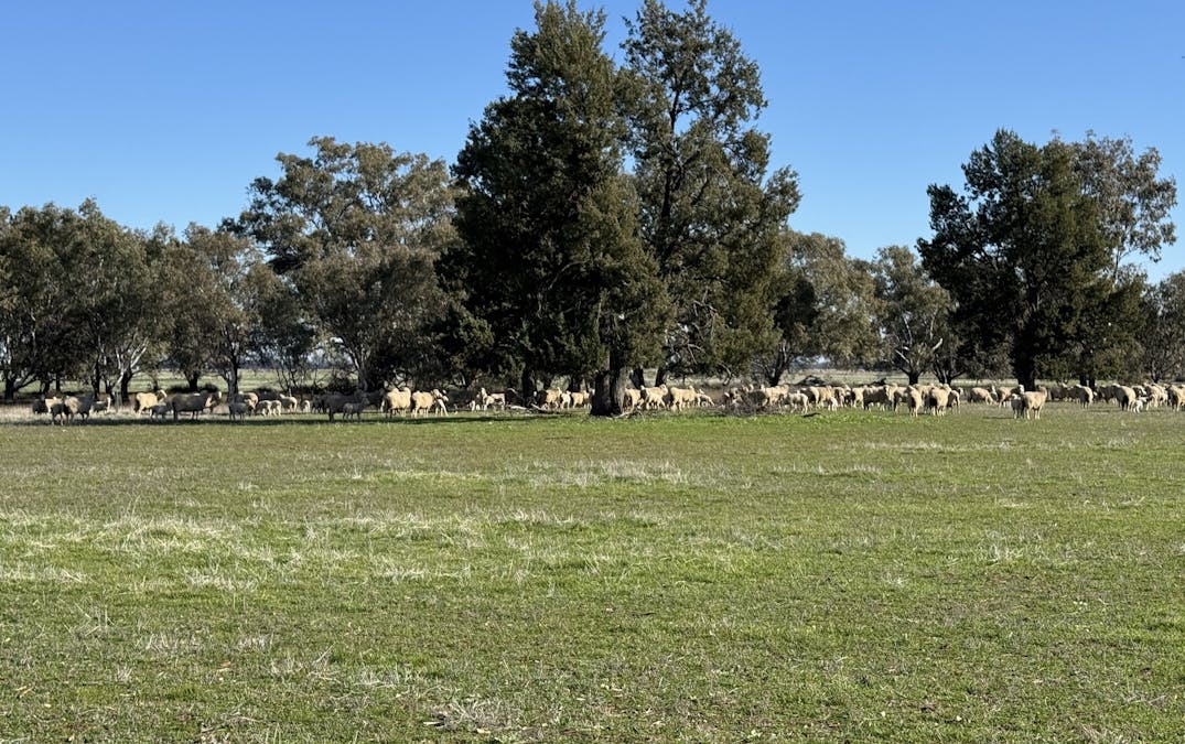 Berrigan Oaklands Road, Berrigan, NSW, 2712 - Image 34