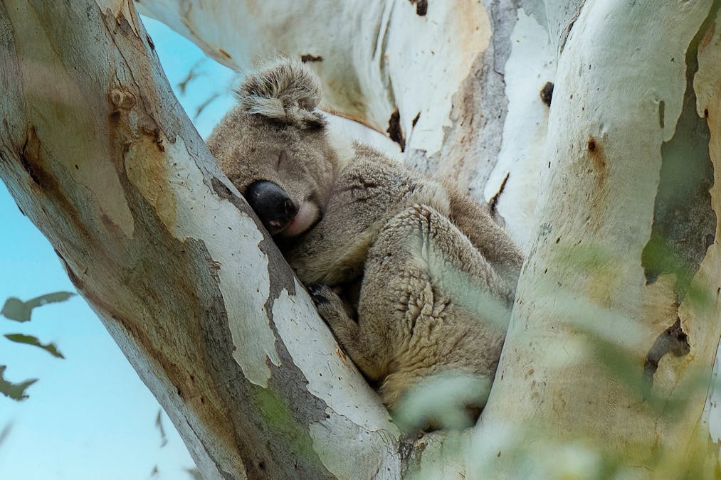 174 Causeway Road, Paringa, SA, 5340 - Image 3