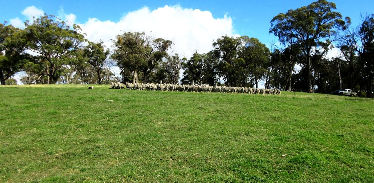 1815 Hillview Road, Salisbury Plains, NSW, 2358 - Image 12
