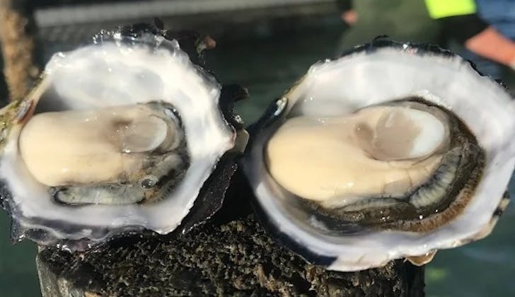 Sullivan Oyster Leases , Smoky Bay, SA, 5680 - Image 1