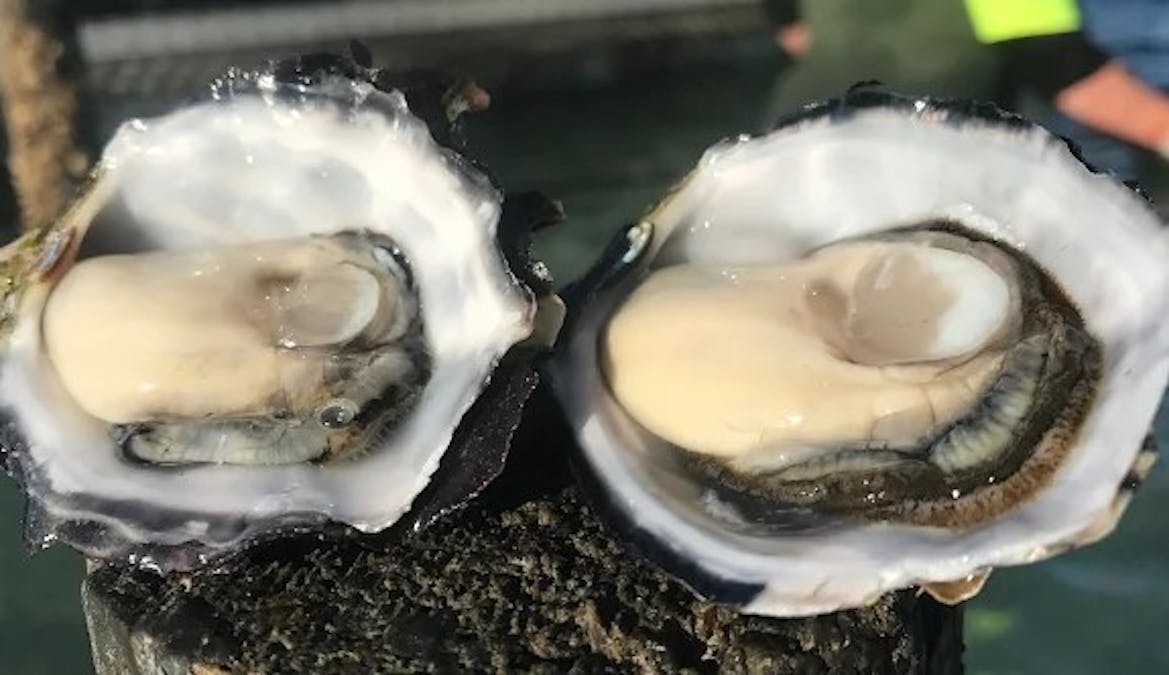 Sullivan Oyster Leases , Smoky Bay, SA, 5680 - Image 1
