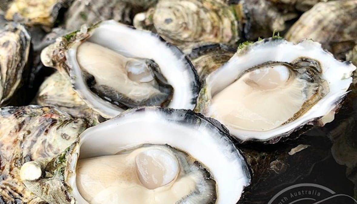Sullivan Oyster Leases , Smoky Bay, SA, 5680 - Image 10
