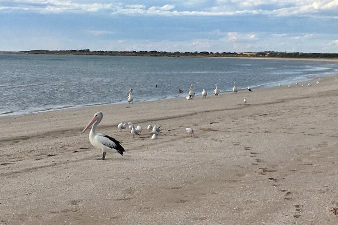 Sullivan Oyster Leases , Smoky Bay, SA, 5680 - Image 11