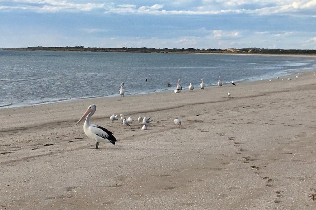 Sullivan Oyster Leases , Smoky Bay, SA, 5680 - Image 11