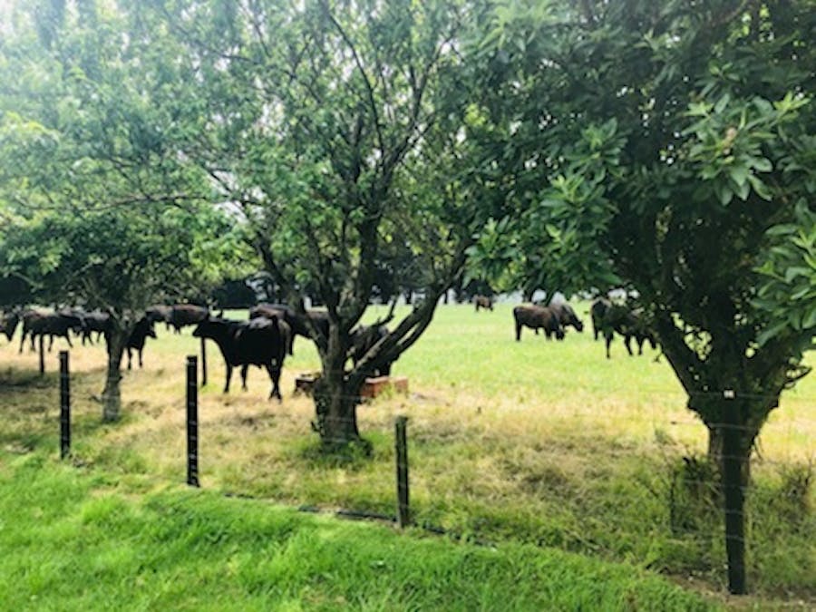 499 East Greenwald Road, Greenwald, VIC, 3304 - Image 23