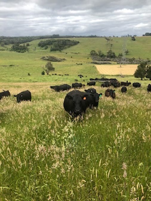 499 East Greenwald Road, Greenwald, VIC, 3304 - Image 30