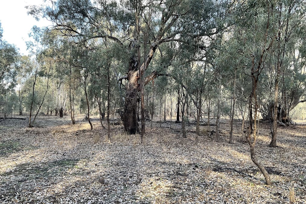 Campbells Island Road, Barham, NSW, 2732 - Image 3