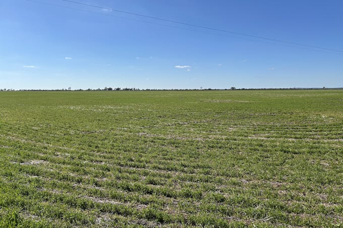 Single Tree Road, Donald, VIC, 3480 - Image 1