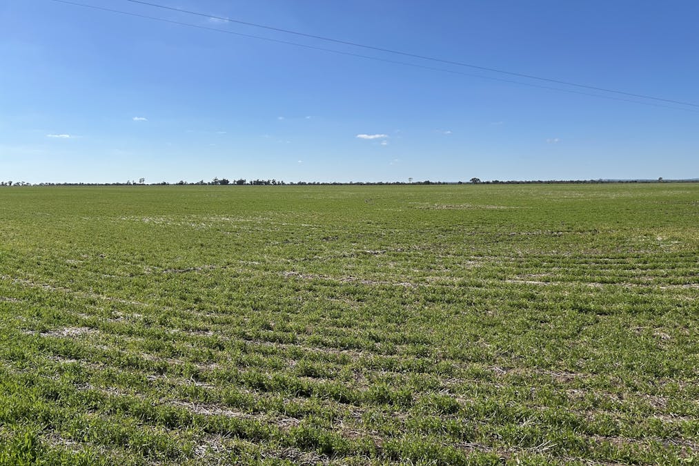 Single Tree Road, Donald, VIC, 3480 - Image 1