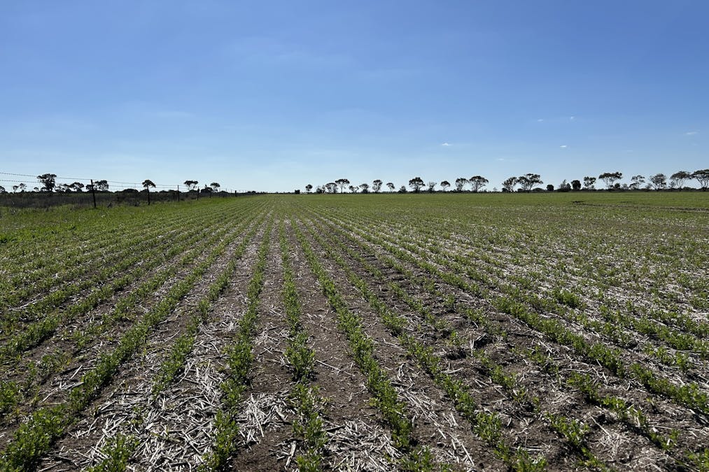 Single Tree Road, Donald, VIC, 3480 - Image 2