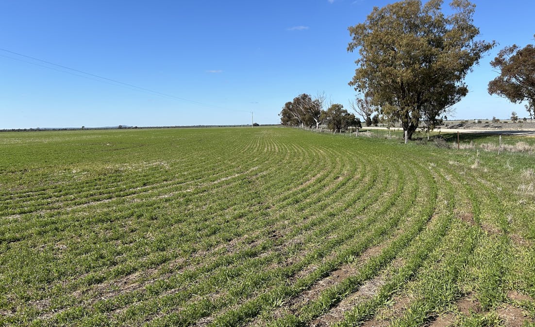 Single Tree Road, Donald, VIC, 3480 - Image 4