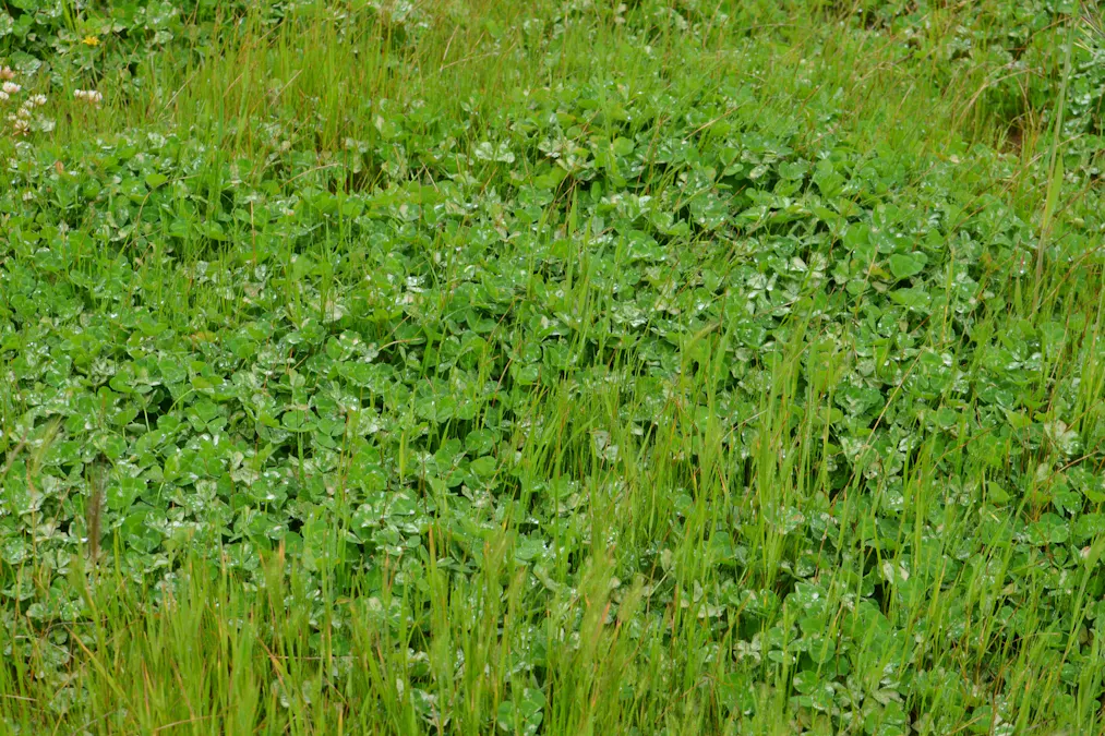 260 Burns Munn Road, Edenhope, VIC, 3318 - Image 6