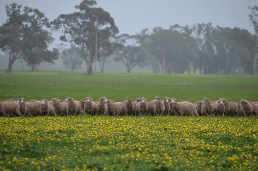 260 Burns Munn Road, Edenhope, VIC, 3318 - Image 1