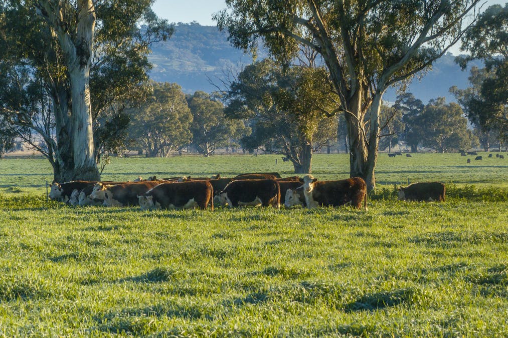 Pilca Butta 2178 Black Stump Way, Coolah, NSW, 2843 - Image 15