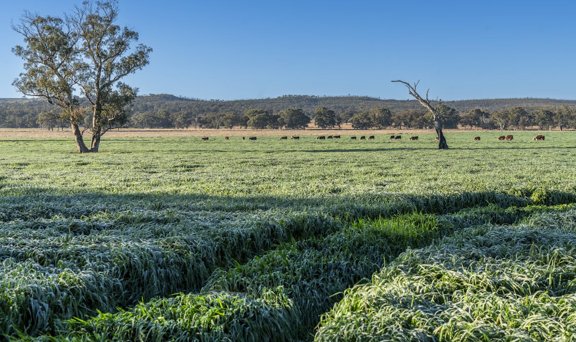 Pilca Butta 2178 Black Stump Way, Coolah, NSW, 2843 - Image 11