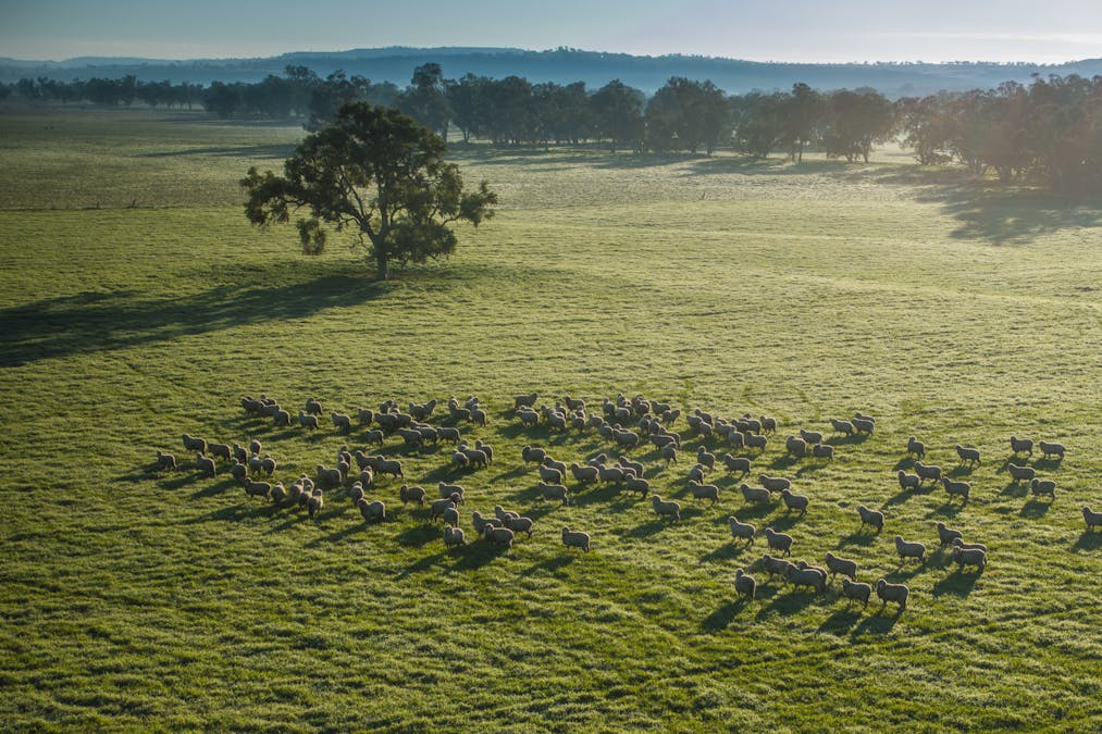 Pilca Butta 2178 Black Stump Way, Coolah, NSW, 2843 - Image 3