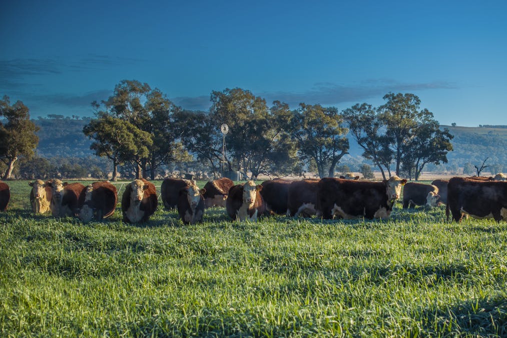 Pilca Butta 2178 Black Stump Way, Coolah, NSW, 2843 - Image 1