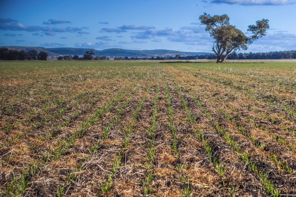 Pilca Butta 2178 Black Stump Way, Coolah, NSW, 2843 - Image 32