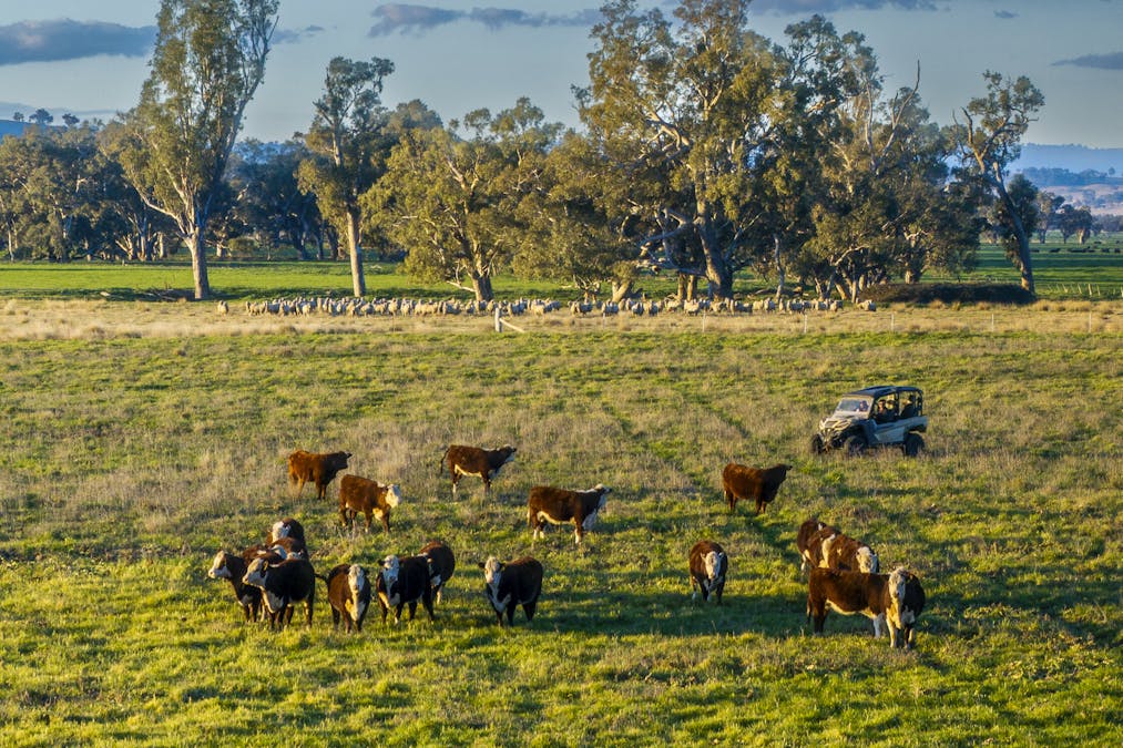 Pilca Butta 2178 Black Stump Way, Coolah, NSW, 2843 - Image 34