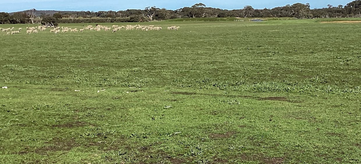 Lot 101 Schaefer Road, Seddon, SA, 5223 - Image 15
