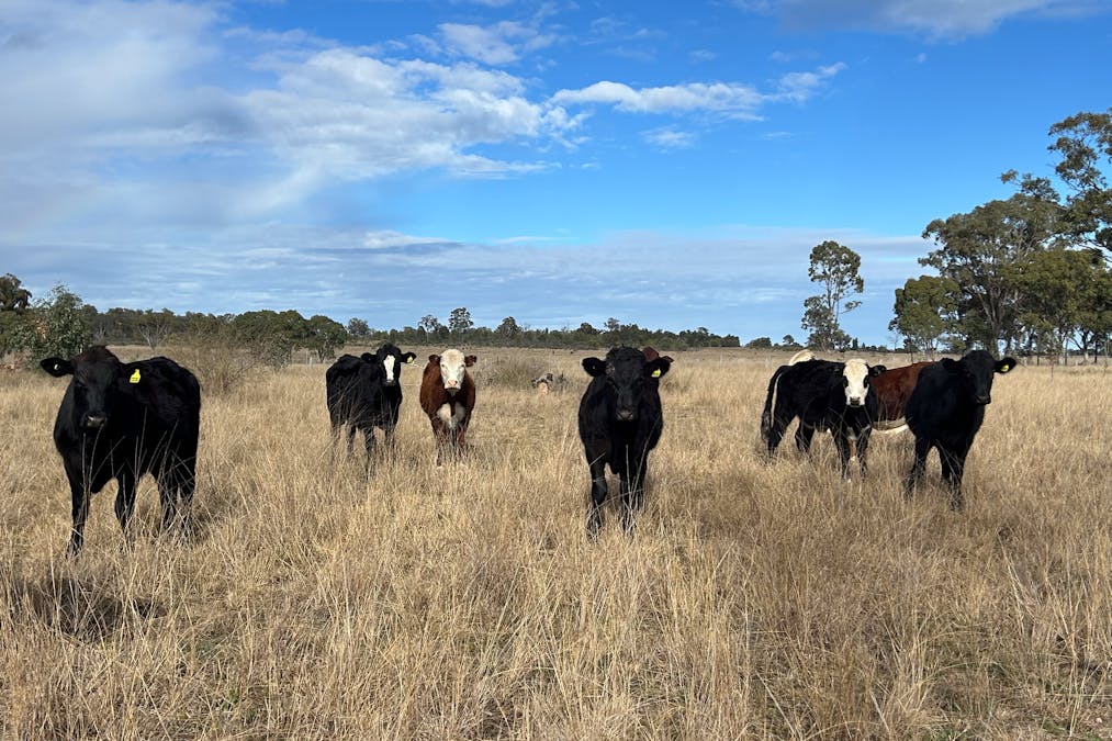 2939 Mosquito Creek Road, Mosquito Creek, QLD, 4387 - Image 2