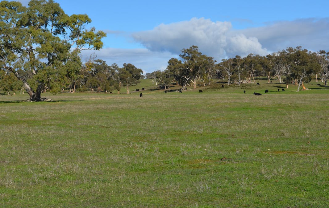 555 Mail Bridge Road, Kingston Se, SA, 5275 - Image 10