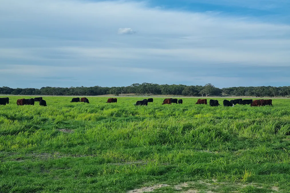 555 Mail Bridge Road, Kingston Se, SA, 5275 - Image 1