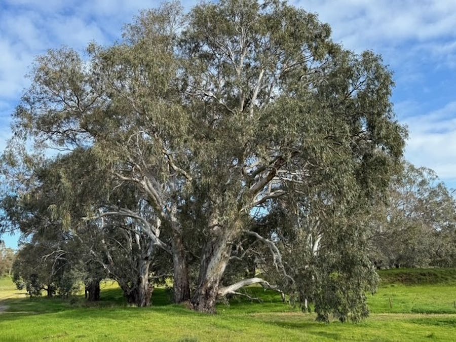 200 Braeside Road, Finniss, SA, 5255 - Image 22