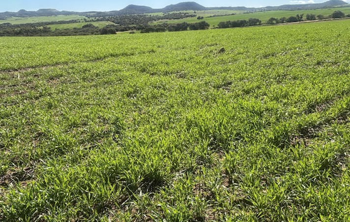 Lot 52 Starling Road, Bowes, WA, 6535 - Image 1