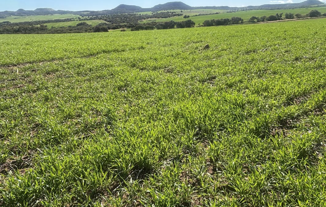 Lot 52 Starling Road, Bowes, WA, 6535 - Image 1