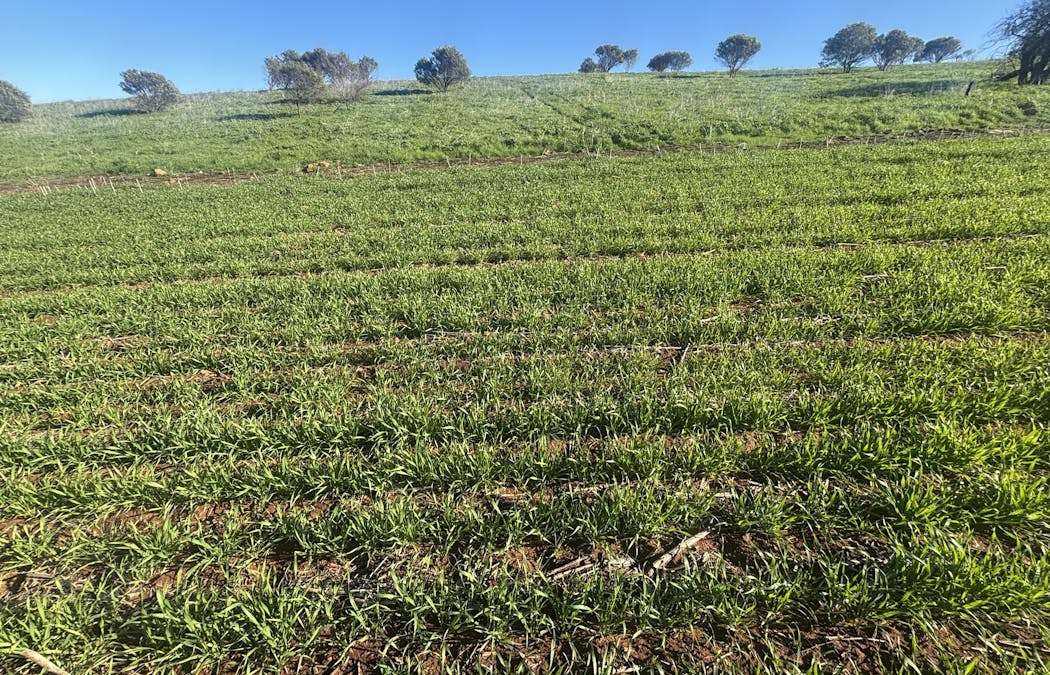Lot 52 Starling Road, Bowes, WA, 6535 - Image 6