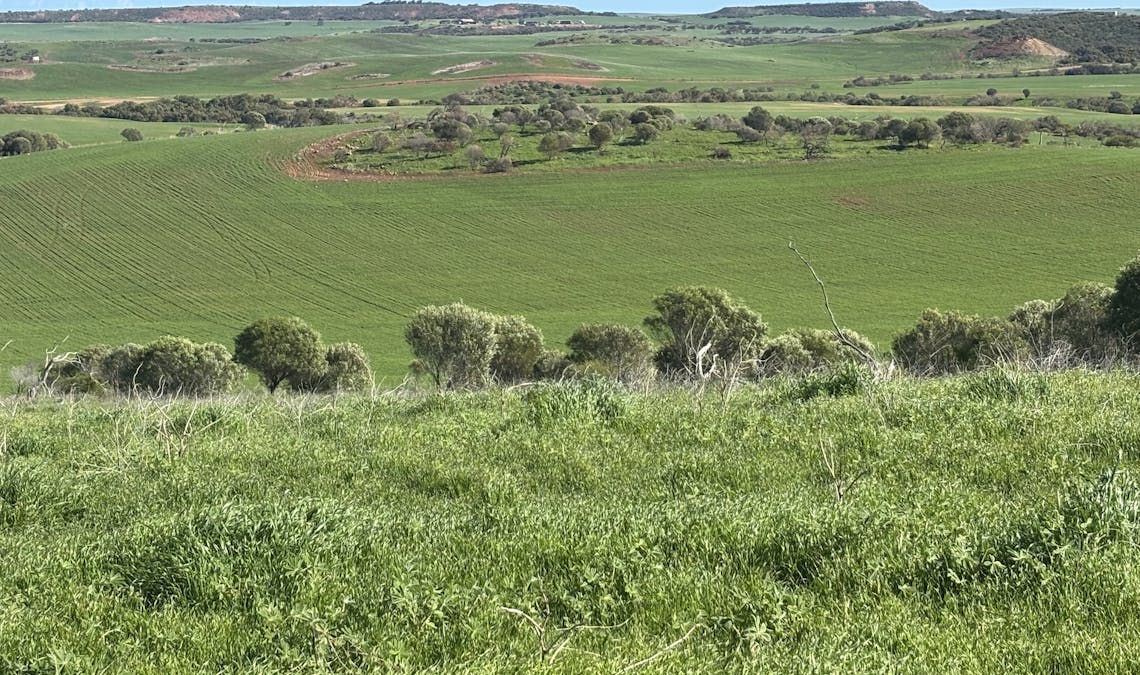 Lot 52 Starling Road, Bowes, WA, 6535 - Image 4