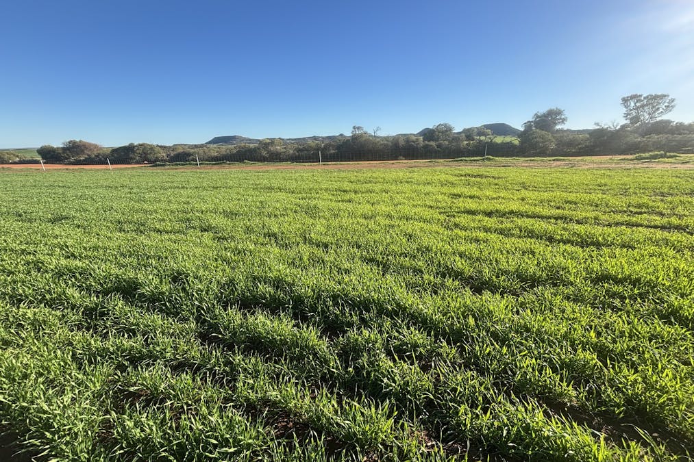 Lot 7890 Hatch Road, Bowes, WA, 6535 - Image 1